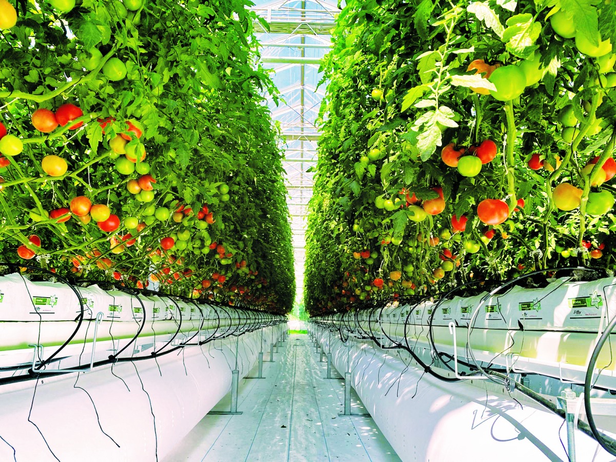 دورة الزراعة العضوية