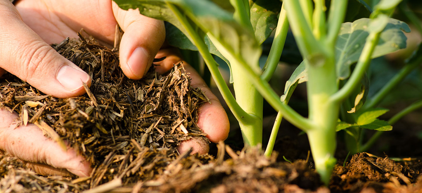 Course in Fertilizers and Fertilization